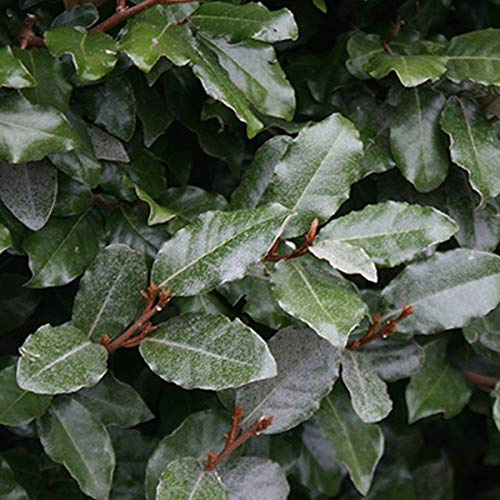 Elaeagnus Ebbingei- Chalef de Ebbing 40-60 cm en conteneur