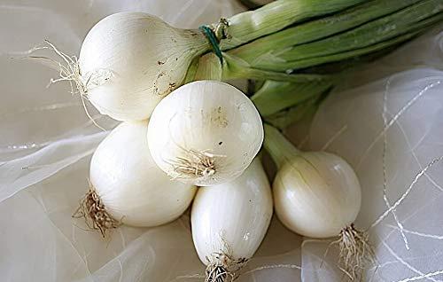Graines Oignons blanc hâtif de Paris - sachet de 4 grammes environ 700 graines - Allium/cepa/Alliaceae - Graines de style