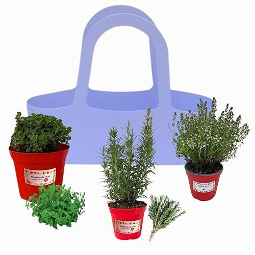 P. Piantine da orto .Borsa LILLA dal design elegante accompagnate da 3 aromatiche,piante vere da balcone,terrazzo,giardino e orto .Idea regalo (ROSMARINO,TIMO,ORIGANO, 3)