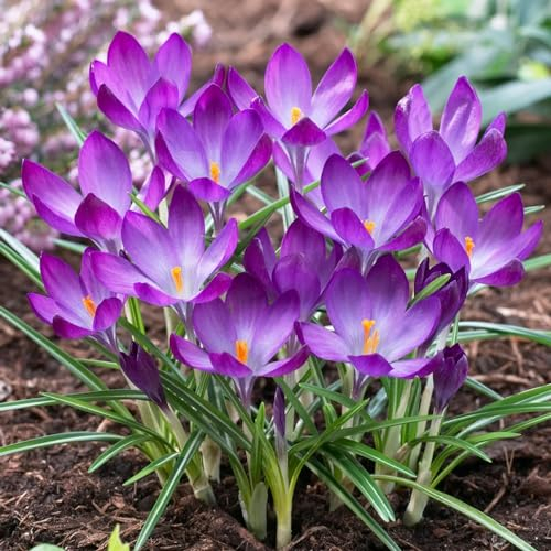 Botanische Krokusse Zwiebeln Winterhart Mehrjährig - Ruby Giant - 50 exklusive Blumenzwiebeln - Echte Pflanzen aus Holland - für Garten, Balkon und Topf (kein Samen, nicht künstlich)