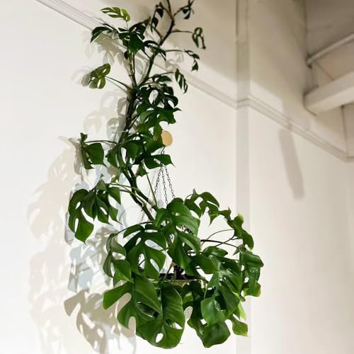 monstera pflanze samen, zimmerpflanzen samen exotische pflanzen pflanzen für sonnige plätze, einfacher Anbau saatgut, pflanzensamen wohnzimmer balkondeko gartensamen kletterpflanzen 10pcs