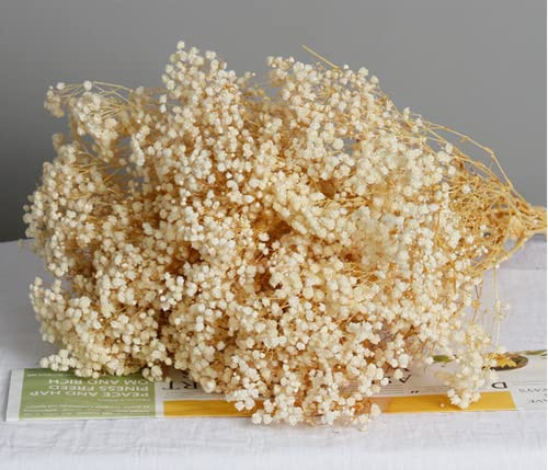 NatureMan Bouquet di fiori secchi, 100% gipsofila naturale, fiori di lunga durata, per composizioni in vaso, decorazione per la casa, oggetti di scena fotografici, feste e matrimoni, decorazioni fai