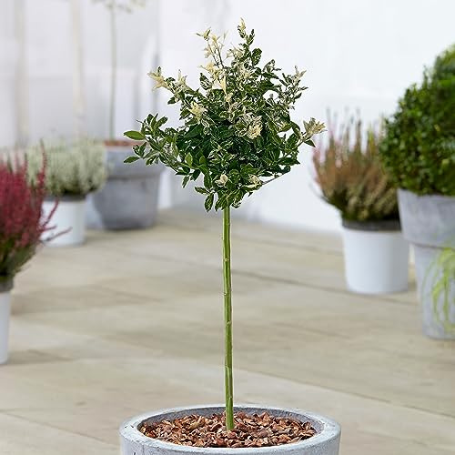 Gardener's Dream Euonymus Harlequin Baum - Immergrüne Zierbäume für Garten, Balkon oder als Terrassen Pflanzen, Winterhart, 70-80 cm (Inkl. Topf)