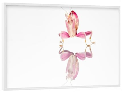 artboxONE Poster mit weißem Rahmen 18x13 cm Tiere Eine Orchideen Gottesanbeterin - Bild gottesanbeterin