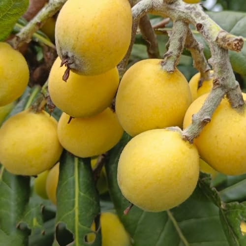 Semi di nespolo, rari Eriobotrya japonica, rustiche per balconi semi di Gli da frutto nani sono resistenti 8pcs