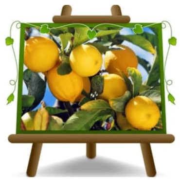 Zitrusgewächs Zitrone – Citrus Limon Pflanze Ab Frucht Form: Bäumchen Höhe 180 CM Alter 6~7 Jahre Vase 35 CM