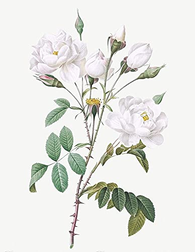 ArtExpert Rosa Campanulata Alba, Pink Bellflowers to White Flowers by Pierre Joseph Redoute - 11x14 Art Print Poster