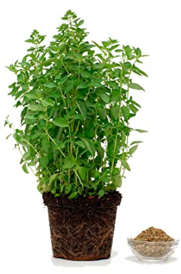 Orégano Natural Planta de Exterior con Hojas Aromáticas