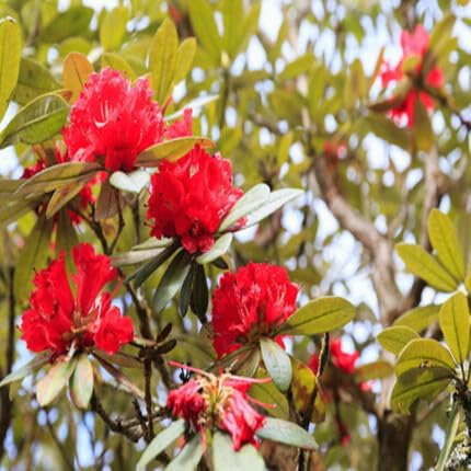 100pcs of Rhododendron Flower Seeds,red