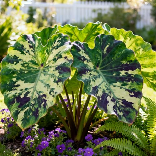 Oreja de Elefante Poderosa/Hojas Enormes de Oreja de Elefante/Ideal para Espacios Sombríos en el Jardín/Perenne Resistente al Frío-3 PCS-J