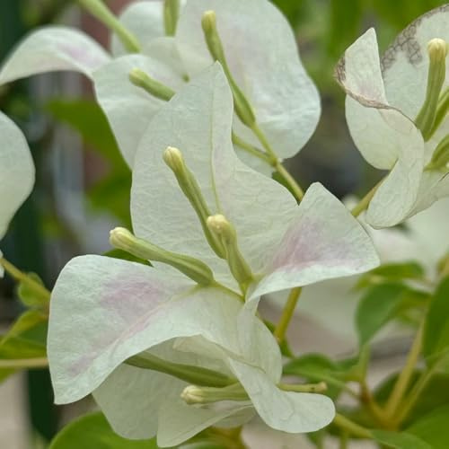 bougainvillea winterhart - stauden mehrjährig 10samen