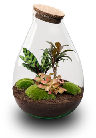 urbanjngl - Drop XL Palm - Planten Terrarium DIY Kit mit Kork - Ø 24 cm, Höhe 37 cm - Selbstversorgendes Ökosystem für Pflanzen, ideal für Zuhause und Büro