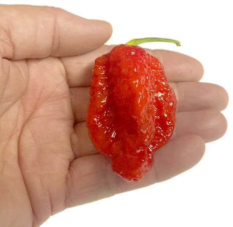 Trinidad Moruga Scorpion Satan x 10 Chilli Seeds