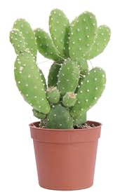 Pianta di Opuntia Quitensis pianta grassa ornamentale da esterno balcone terrazzo giardino cactus vero di Opuntia venduto da eGarden.store