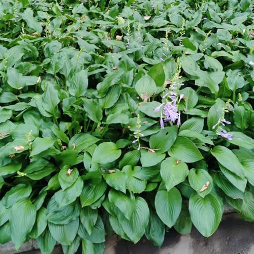 semi resistenti di hosta - perenni aiuole rialzate giardino 500pcs
