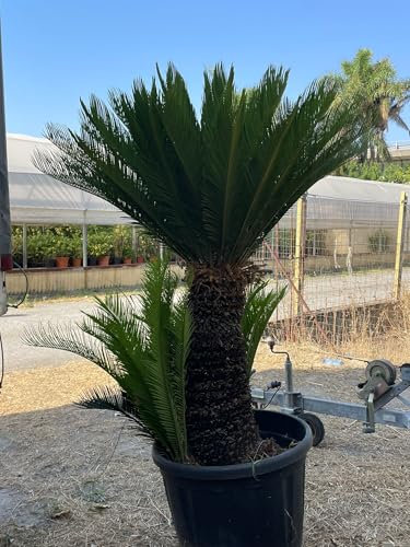 Palma Cycas revoluta secolare, palma nana, pianta vera, foto reali. H180cm