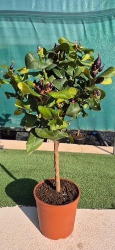 Zitronenbaum Stämmchen 50–60 cm – Citrus Limon im Topf, mediterrane Kübelpflanze für Balkon & Terrasse, dekorative Zitronenpflanze, duftend & pflegeleicht