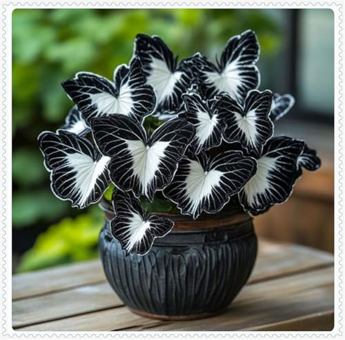 Hosta/flor verde/encantadora, buena para contenedores/orgánicos/bombillas Hosta/boda natural-4 bombillas-G