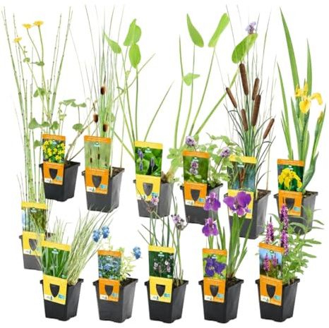 vdvelde - Mix 12 Piante da Laghetto Rustiche P9 con 3 Cestini - Piante Ossigenanti - Depurative - Fiorite - Per Insetti - Pronte da Piantare - Set Completo per Laghetto
