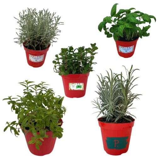 P. Piantine da Orto | Kit Orto Pronto Balcone Profumi, 1 Pianta Menta, 1 Elicriso, 1 Lavanda, 1 Basilico, 1 Erba Luigia, Tot 5 in Pack Vaso Ø 14 cm, Piante Vere da Esterno Aromatiche, Vivaio Italiano