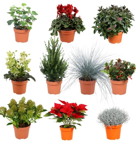 3er-Set | Winterpflanzenüberraschung für Outdoor | +/- 25-50cm | ø 12-15cm Topf | Qualität vom Pflanzen Profi | Schneller Pflanzenversand