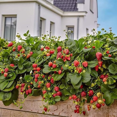 Hängende Erdbeere 1L Pflanze für Anfänger und professionelle Gärtner - Ideal für Kleingarten, Garten - Schöne Pflanze mit ungewöhnlichen Blüten - Genießen Sie jeden Tag ihre Farben