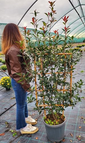 POWERS TO FLOWERS - PHOTINIA RED ROBIN SPALLIERA, VASO 28X71, pianta vera