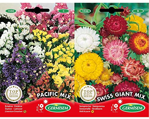 Germisem Statice, mehrfarbig, EC1550 & Strohblume