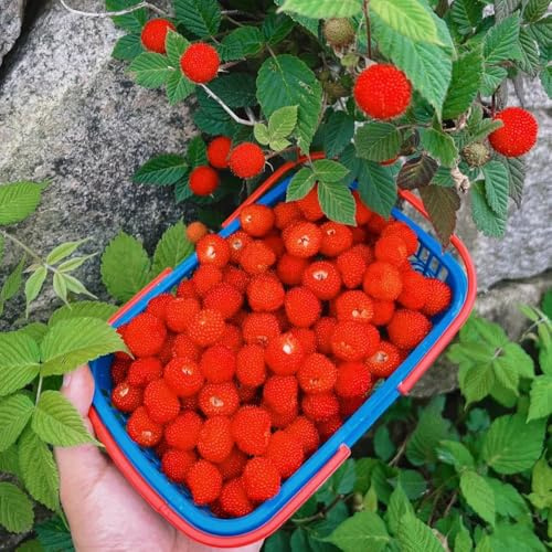 semillas de frambuesa - raras 100pcs