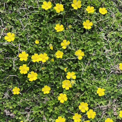 Potentilla anserina serre di balcone selvatici di balcone, autunnale, perenne giardino interno primavera semi estivi che 300 pezzi