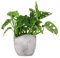Filodendro pianta vera, Monstera Obliqua o Monkey Leaf | Vaso artigianale FLOB Ø 14 | Altezza 30-35 cm| Flob flower Cemento Onda