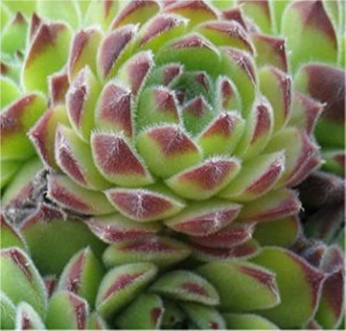 Dachwurz Reinhard - Sempervivum cultorum - lebende Gartenpflanze aus den Baumschulen