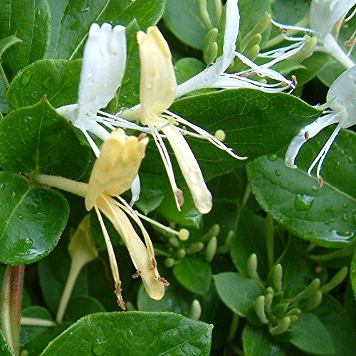 Lonicera japonica 'Halliana' Japanisches Geißblatt winterharter Strauchkletterer | 9cm Topf