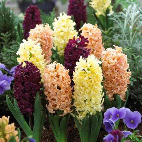 Hyazinthenzwiebel-Winterhart MehrjäHrig,HyazinthenblüTen,Hyazinthen Rhizome,Hyazinthen Zwiebeln,Bonsai Pflanze,Traubenhyazinthen-8zwiebeln-b