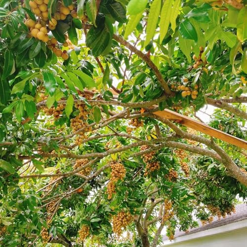 LonganSamen, säulenobst winterhart Dimocarpus longan - säulenobst obstgarten obstsamen für garten alte sorten winterharte für balkon 80pcs