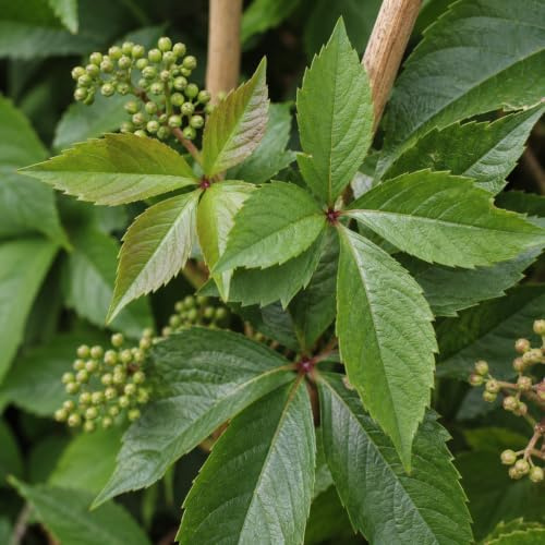 Gardenaria Parthenocissus quinquefolia 'Engelmannii' Pianta Rampicante Ornamentale da Esterno, Colore Rosso e Arancio, 100/125 cm (Vaso 19)