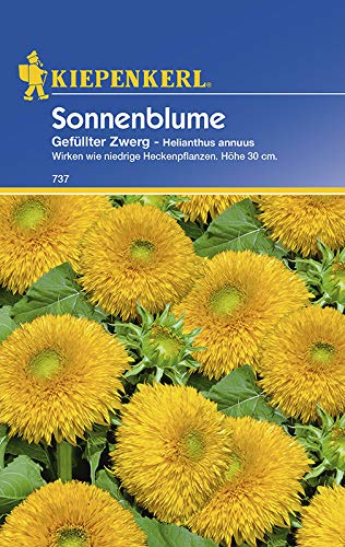 Kiepenkerl 738 Sonnenblume Gefüllter Zwerg (Sonnenblumensamen)