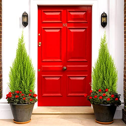 GardenersDream 2 x Cupressus Wilma Goldcrest Plant - Fast Growing Evergreen Outdoor Plants - All Year Round Hedging Plants - Conifer Trees for Gardens and Borders (Incl. 2L Pot)