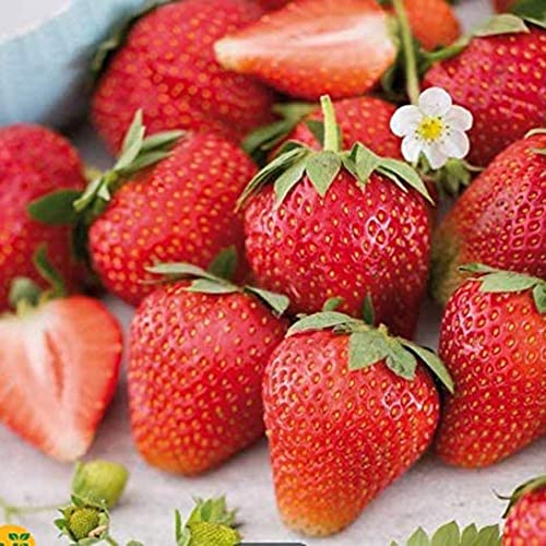 Saterkali Semi di fragola gigante, 20/100 pezzi Semi di fragola gigante Deliziosa pianta da frutto dolce Decorazione da giardino bonsai 100pcs Semi Di Fragola