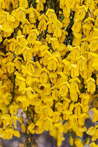 Besenginster Cytisus scoparius Lunagold 40-50 cm winterhart | Zierstrauch fuer sonnige Standorte, dekorative Bluetenpracht, robust, bienenfreundlich, einfache Pflege