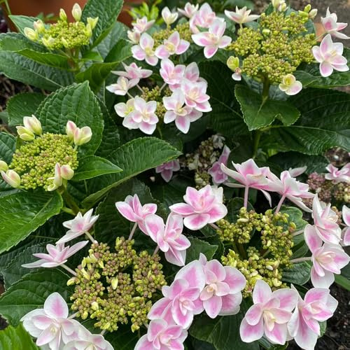 semi di ortensia, decorazioni giardino raro balcone esotiche interna 15pcs