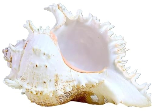 Coquille de mer naturelle. Coquillages naturels énormes, grande coquille de conque naturelle, grandes coquilles de mer naturelles, conque d'escargot à mille mains 18-20 cm, parfaite for la décoration
