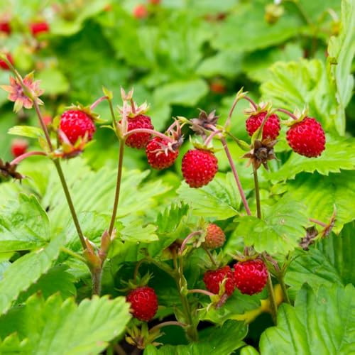 fresa silvestre comprar semillas, Decoración de fresas silvestres orgánicas orgánicas de fresca, resistentes para 25pcs