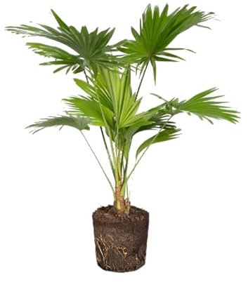 DECOALIVE Palmera Artificial Natural Livistona Originaria de Asia, Palmera de Interior, Verde, Todo el Año, Decoración en Interiores, Mejora de la Calidad del Aire, Soporte, Macetero