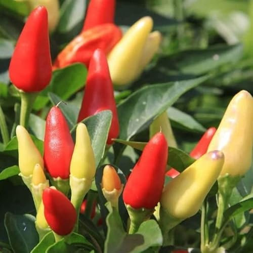 Prairie Fire Chili Pepper Seeds - Dwarf Chillies Ornamental Plant Quality Chilli Heirloom Seed