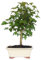 KENTIS - Bonsai Acero Tridente - Acer Buergerianum - Pianta Vera da Esterno Ornamentale - H 32/42 cm Vaso in Ceramica 21 cm
