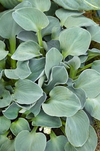Hosta tokudama 'Blue Mouse Ears' 11x11 cm Topf – Winterhart, Mehrjährig, Pflegeleicht – Blaublatt-Funkie – Staude für Schattenbeet & Kübel