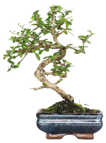 KENTIS - Bonsai Carmona - Bonsai Tè del Fukien Tè Coreano - Piante Vere da Appartamento - Pianta da Interni - H 25-35 cm Vaso Ø 15 cm a S