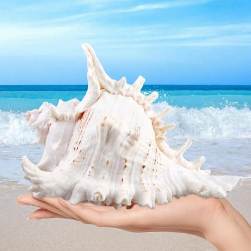 MEYAGOT Conchas Marinas Naturales,18-20cm Conchas Marinas Gigantes,Conchas Marinas Grandes,Enormes Caracolas Oceánicas para Decoración del Hogar,Bricolaje