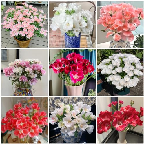 semi di azalea estiva, giardino roccioso resistenti di azalea estiva primaverile, selvatici ornamentali decorazione decorativi 100pcs